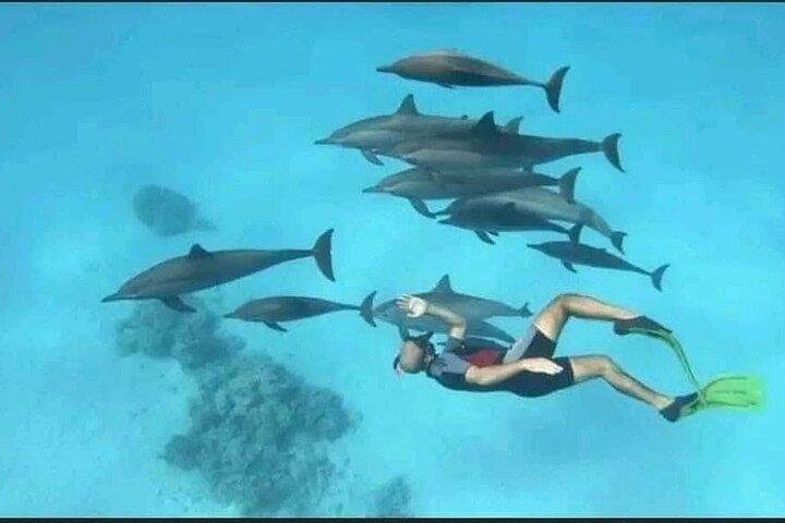 Nuota con i delfini VIP snorkeling Gita in barca con pranzo - Hurghada