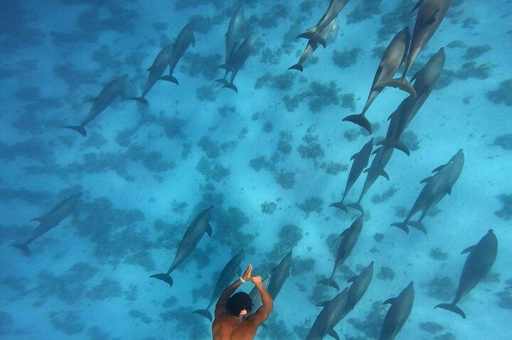 Nadar con delfines en Dolphin House con almuerzo - Hurghada