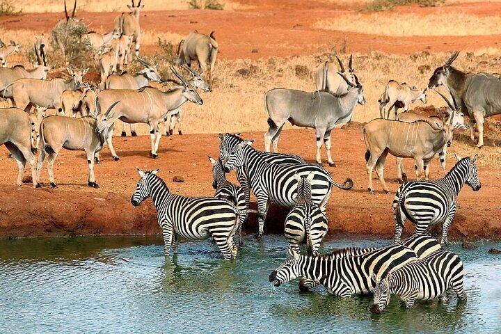 Excursão Maasai Mara Safari de Nairobi