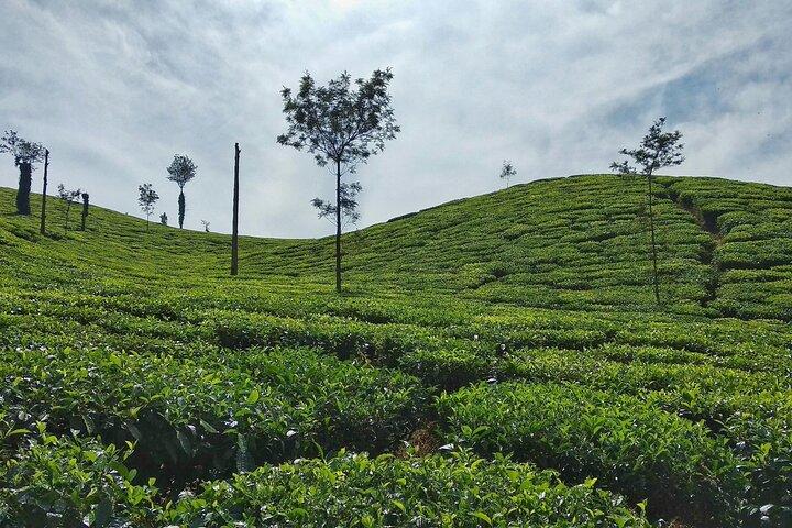 Private Luxury Escape: 2 Day Tea Gardens & Scenic Landscapes