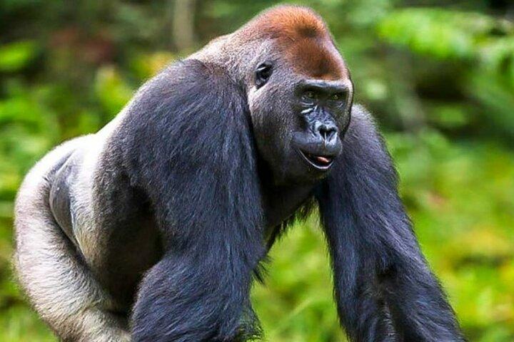 Trekking in gorilla di 3 giorni nel parco Kahuzi Biega e nel lago Kivu