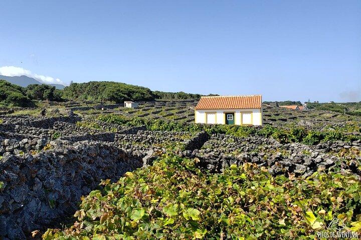 Excursion d'une demi-journée dans l'île de Terceira