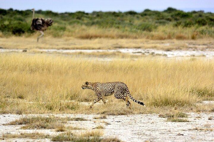 3 dagars gruppsafariäventyr till Amboseli nationalpark 4x4 jeep.