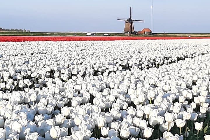 Private half day Tulip & Windmill Tour(non touristy)