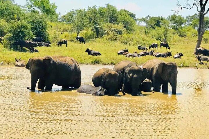 Excursión de un día en Safari por Ella, Hikkaduwa, Galle, Mirissa a Udawalawe