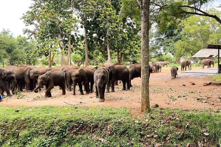 Excursión de un día en Safari por Ella, Hikkaduwa, Galle, Mirissa a Udawalawe