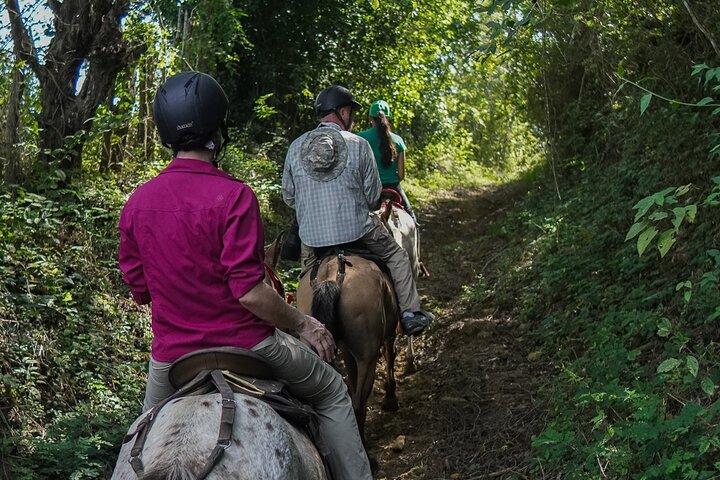 Passeio a cavalo para o único santuário de macau e papagaio da Colômbia