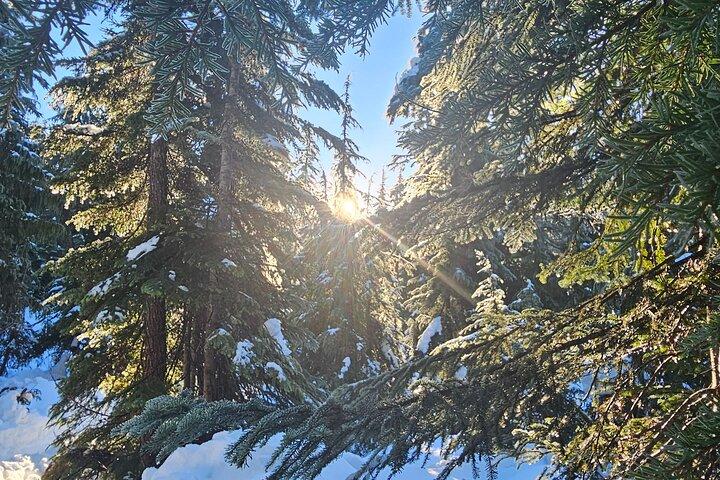 Schneeschuh durch Vancouver Winter Wonderland