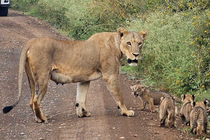 Nairobi: Half-Day Game Drive at Nairobi National Park