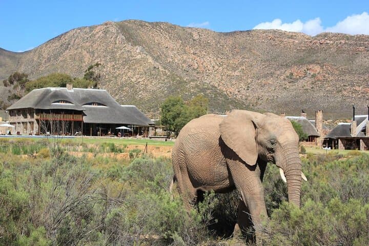 South Africa Cape Town Aquila Safari Full Day Tour