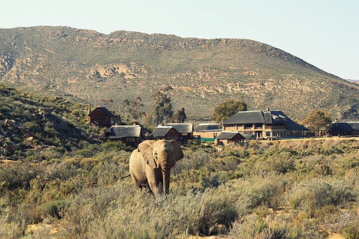 South Africa Cape Town Aquila Safari Full Day Tour