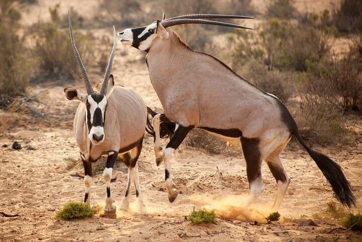 South Africa Cape Town Aquila Safari Full Day Tour