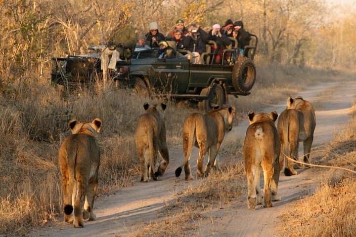 South Africa Cape Town Aquila Safari Full Day Tour