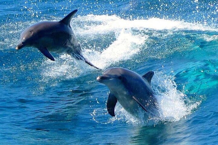 From Sydney: Port Stephens Dolphin, Koalas, 4WD & Sandboarding