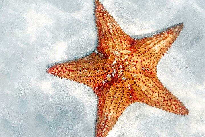 La Romana: Saona Crusoe VIP - Kreuzfahrtgäste
