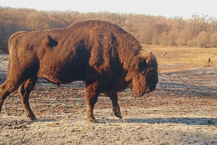 Bison National Reserve och Drakulas grav på en halvdagstur