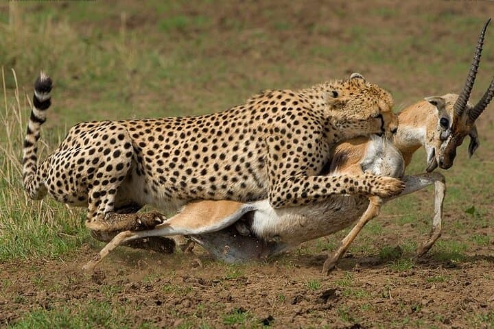 9 Days Tour On Kenya Wildlife Safari Via 4x4 Landcruiser.