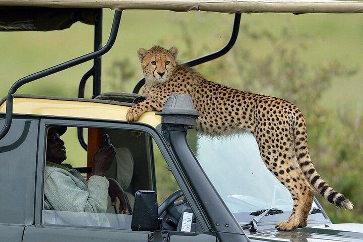 3 dage Maasai Mara Group Safari på 4x4 Land Cruiser Jeep