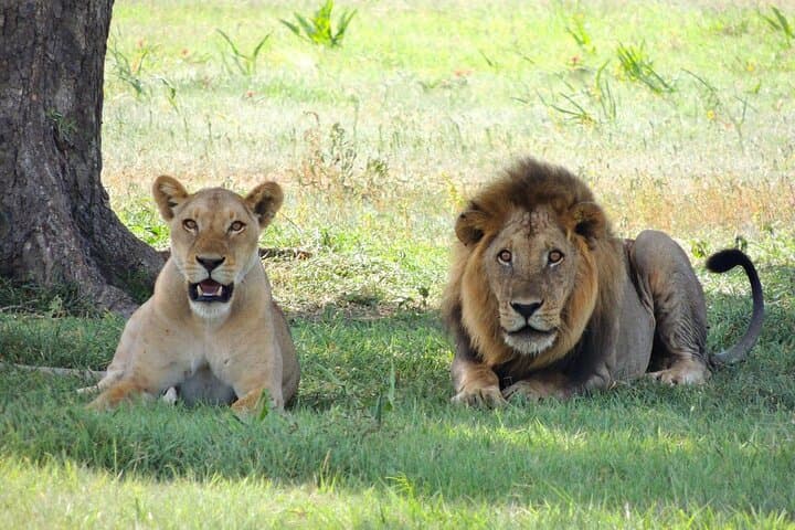 Wine Tasting and big 5 Sunset Safari