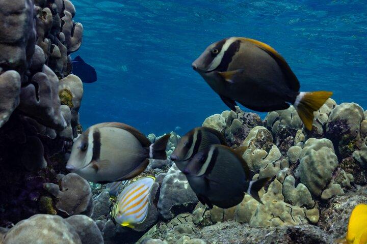 Kealakekua Bay Snorkeling privato e guardia del delfino