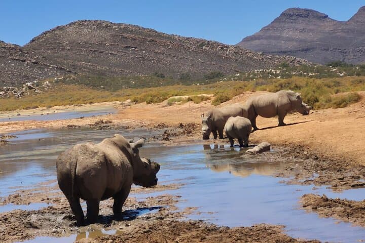 Sunset Aquila Big 5 Game Reserve Safari with Ticket and Snacks