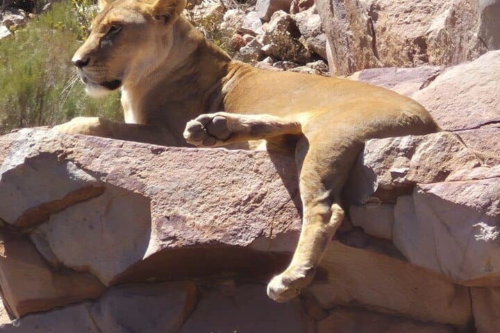 Sunset Aquila Big 5 Game Reserve Safari with Ticket and Snacks