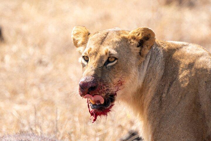Nairobi National Park Meio dia de Game Drive com Hotel Pickup
