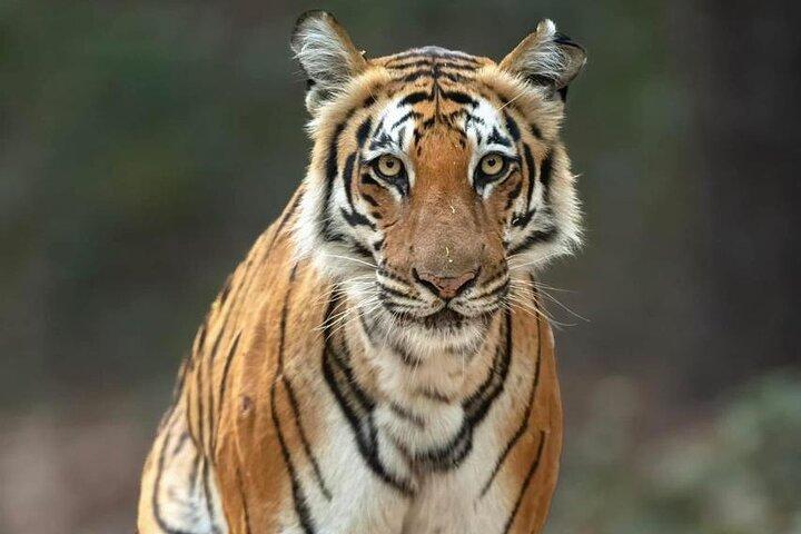 All-Inclusive 2 - Tag Ranthambore Tiger Safari Tour von Jaipur