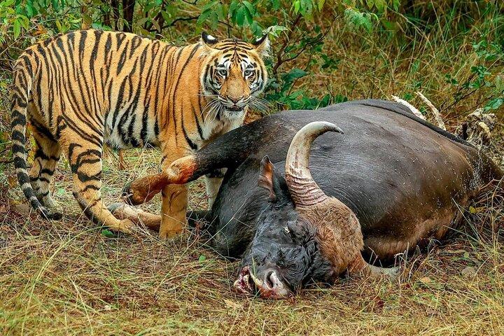 All-Inclusive 2 - Tag Ranthambore Tiger Safari Tour von Jaipur
