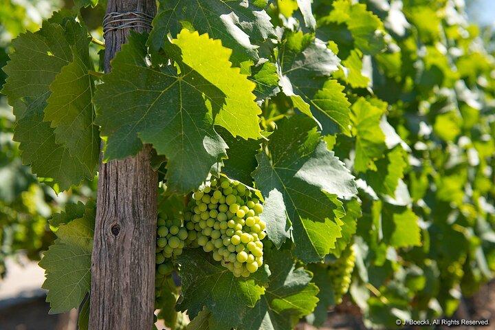 Private Maipo Valley Wine Experience: 2 Premium Wineries & Lunch