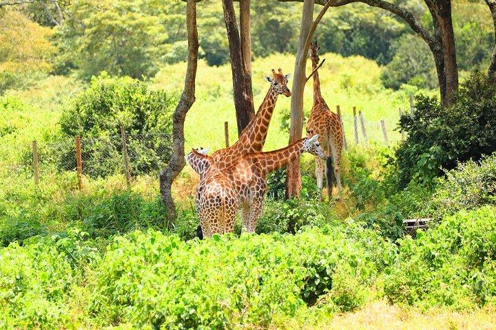Excursão de dia inteiro em Nairobi