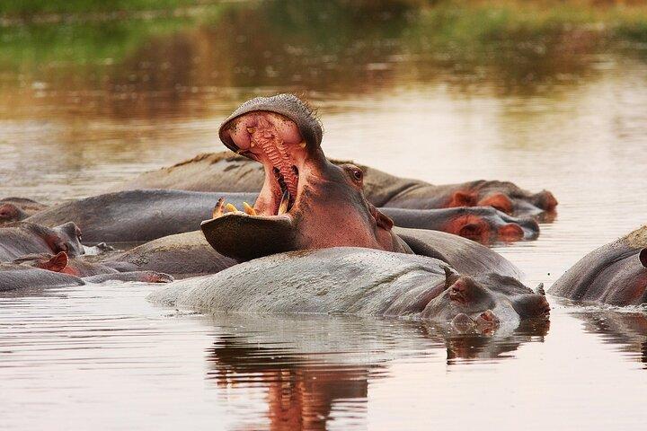 Dagstur till Mikumi nationalpark med tåg från Dar Es Salaam