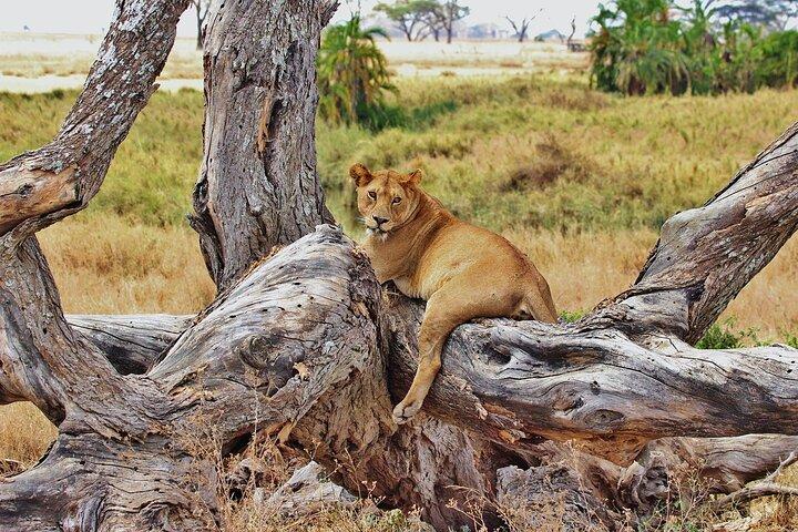 Dagstur till Mikumi nationalpark med tåg från Dar Es Salaam