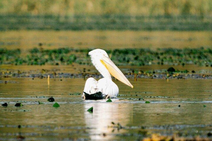 Parc national du Lac-Skadar : Visite d'observation des oiseaux et de photographie