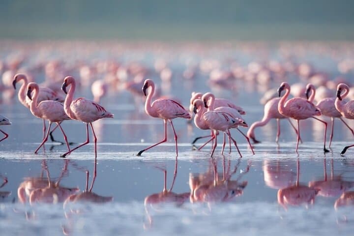4 Days Landcruiser Safari to Masai Mara and Lake Nakuru