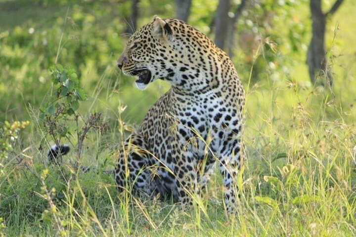 4 Days Landcruiser Safari to Masai Mara and Lake Nakuru