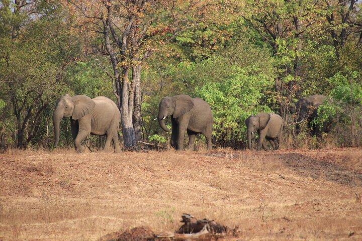 Begeleide Game Drive en Neushoornwandeling in Mosi Oa Tunya National Park