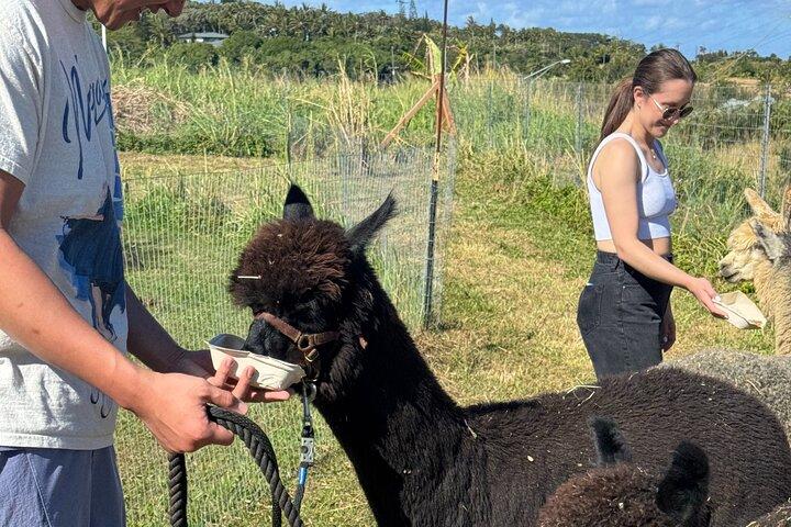 Alpaca Farm Experience sulla strada per Hana