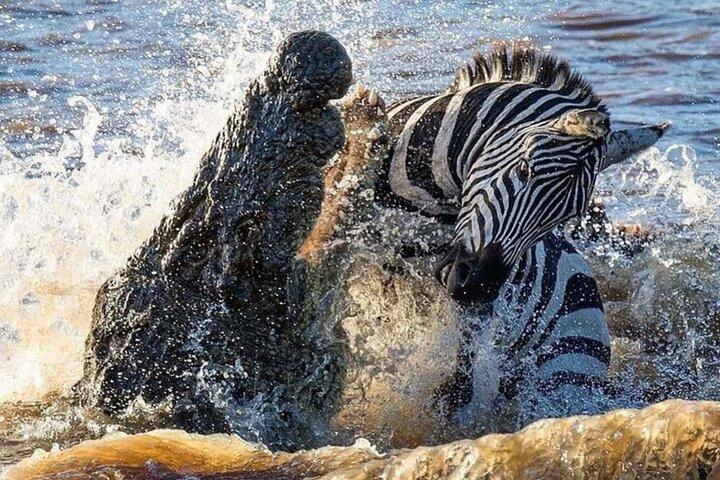 6 Dias de Masai Mara, Nakuru e Naivasha