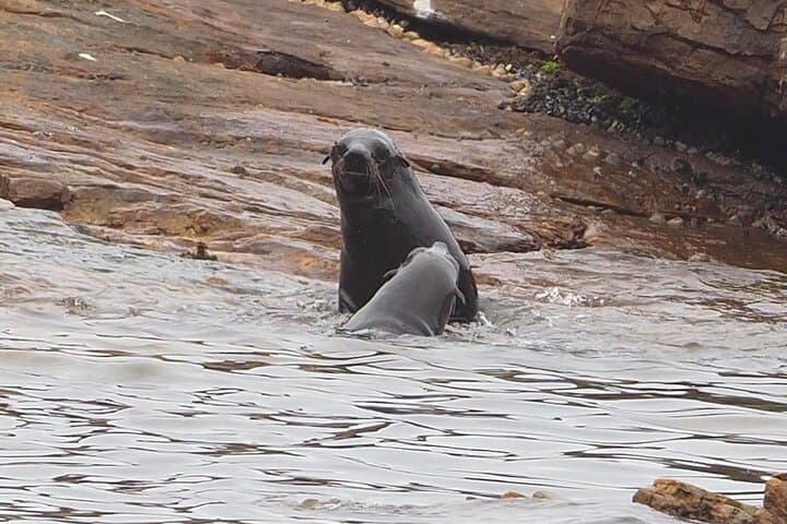 Best Of The Cape 8 Hour Private Tour