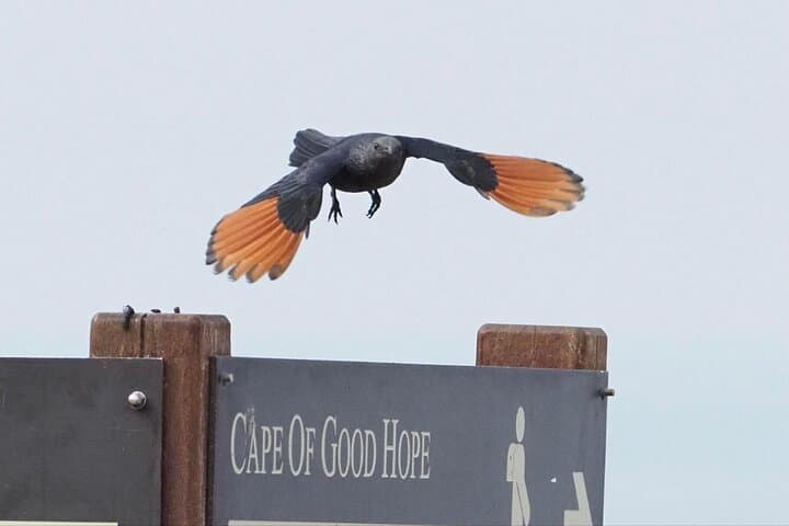 Best Of The Cape 8 Hour Private Tour