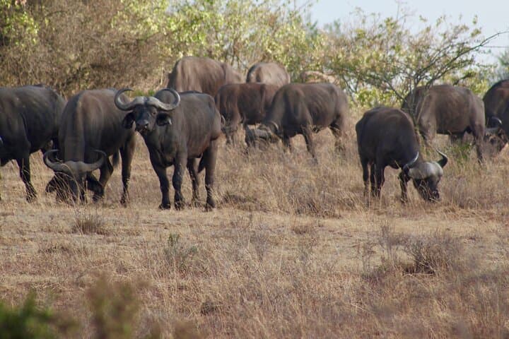 Nairobi National Park Day Tour with Dinner