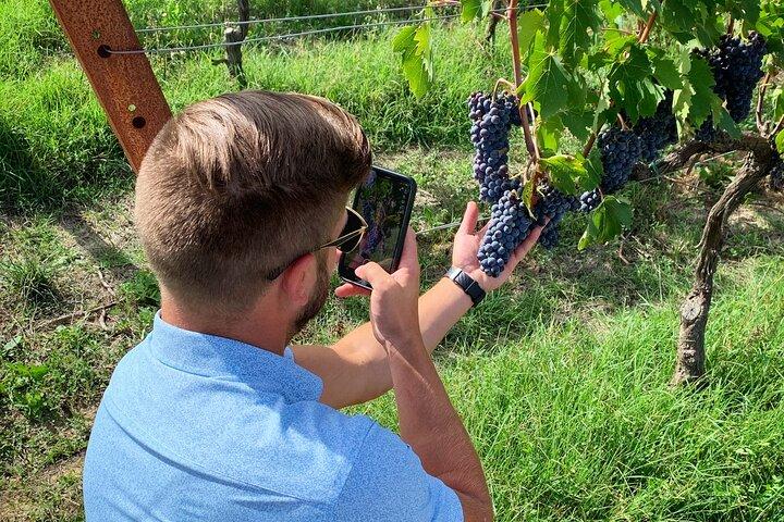 Pequeno grupo Chianti Wine Tour com um Somm