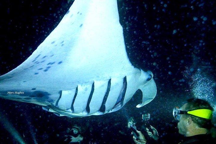 Manta Ray Nacht Schnorcheln und Tauchen