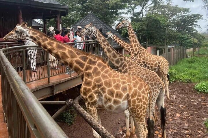 Nairobi Museum Snake Park Giraffe Center and Beads Center Tour