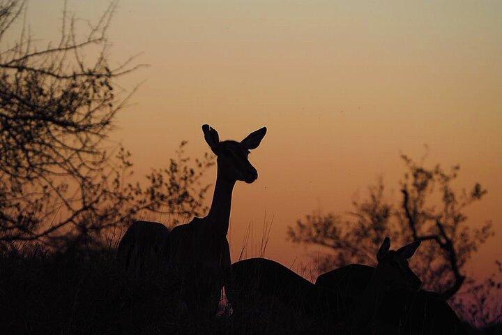 ICONIC Kruger National Park Day Trip from Hoedspruit