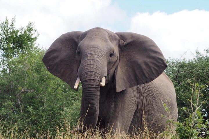 ICONIC Kruger National Park Day Trip from Hoedspruit