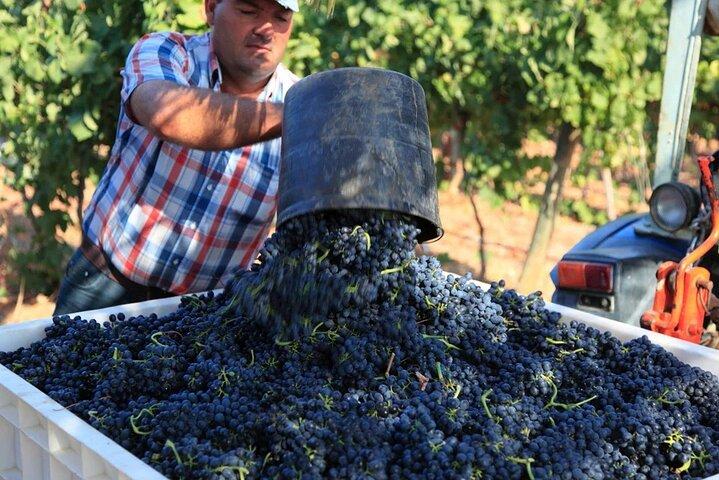 Wine World Tour