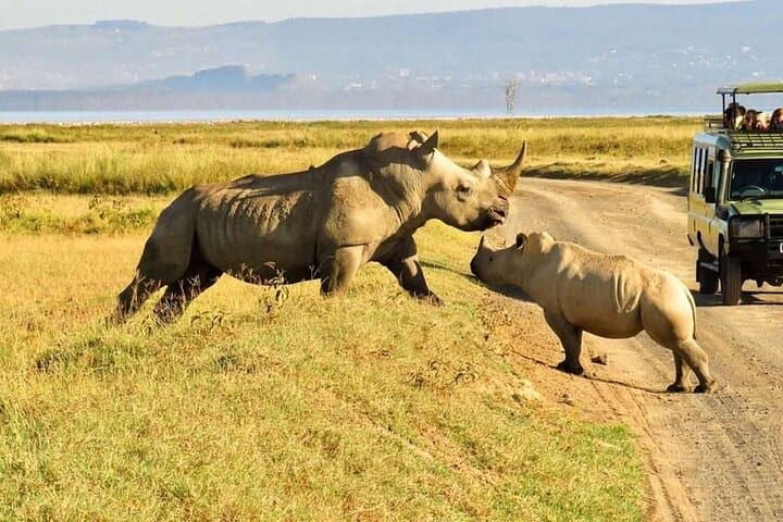 5 days Luxury Safari; Tsavo East, West, and Amboseli from Nairobi