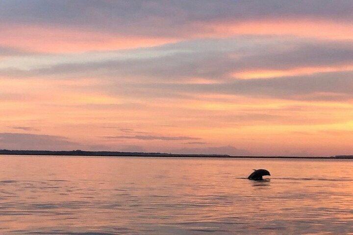 Private solnedgang og fyrværkeri delfin tur (op til 6 passagerer)